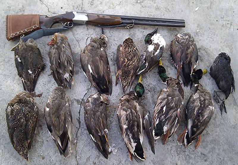 شکار بی رحمانه پرندگان مهاجر در لنگرود