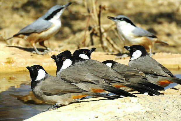 صادرات پرندگان زینتی با مجوز محیط زیست به مقصد کشور های عربی