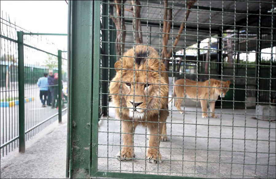 شیرها در اتاقک باغ وحش را باز کردند و کارگر 38 ساله باغ وحش را کُشتند