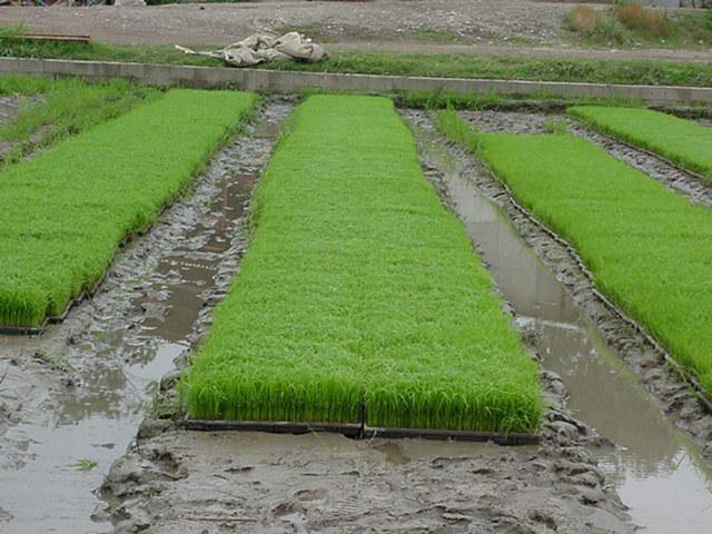 افزایش یک میلیون تنی تولید برنج با اجرای زه کشی در شالیزارها