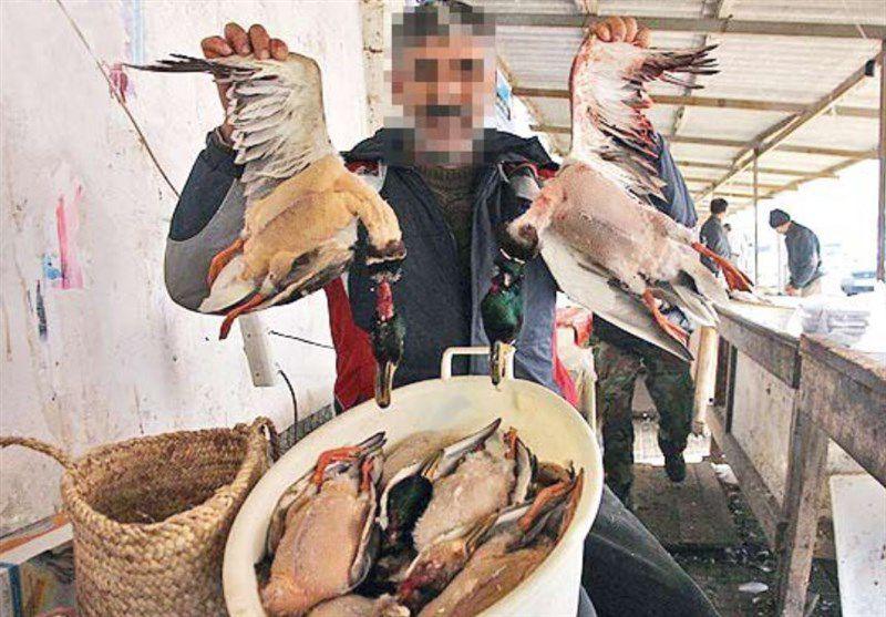 ادامه «کشتار پرندگان مهاجر» در سواحل شمالی/ این رسم میهمان نوازی نیست!