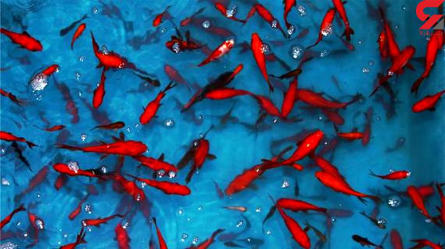  تولید ۳۰ میلیون قطعه ماهی قرمز در گیلان