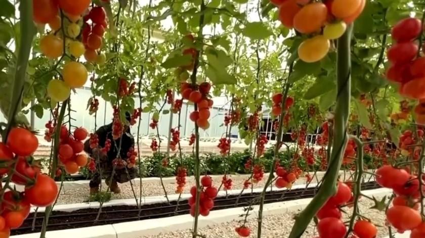 کشاورزی بدون خاک در اردن / ذخیره 90 درصدی آب در مقایسه با کشاورزی سنتی/فیلم