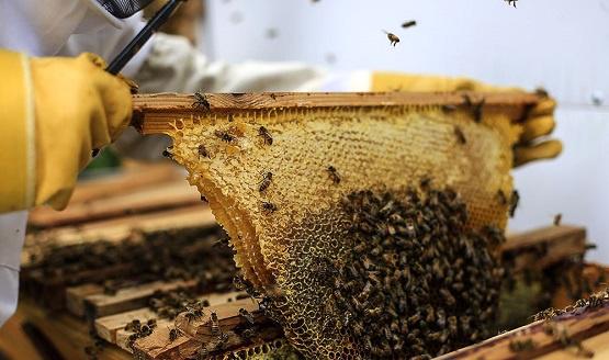 زنبورهای ایران هم دچار فقر غذایی شده اند