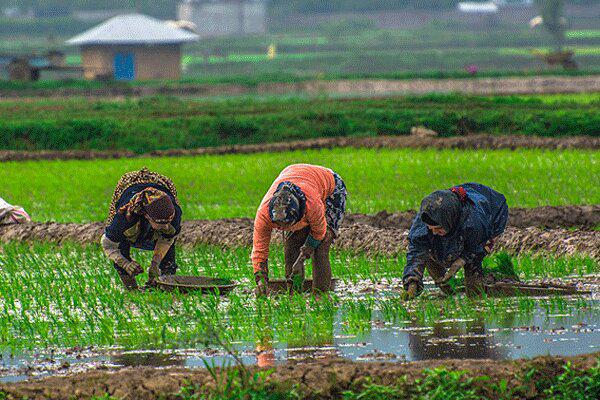 برنامه ریزی برای افزایش تولید برنج گران و خوش طعم گیلان