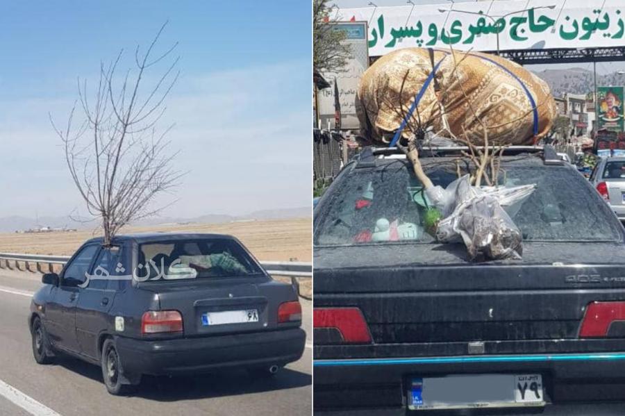 مسافرانی که با درخت وارد گیلان می شوند