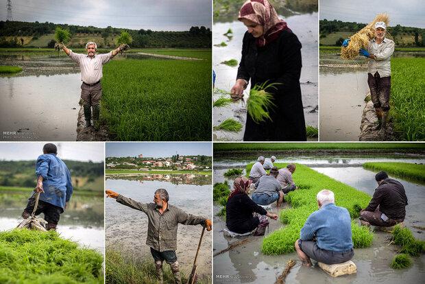 افزایش تولید برنج در گیلان با استفاده از «آب سبز»