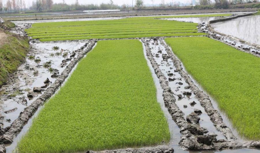 افزون بر یک هزار و ۷۵۰ تن بذرگواهی شده برنج در گیلان تولید شد