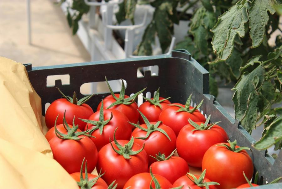 قیمت گوجه فرنگی به کیلویی ۲۵ هزار تومان رسید!