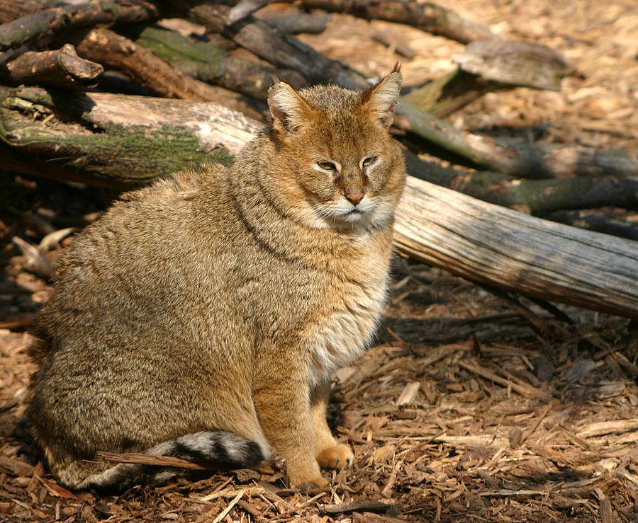 رهاسازی یک گربه جنگلی به طبیعت در گیلان