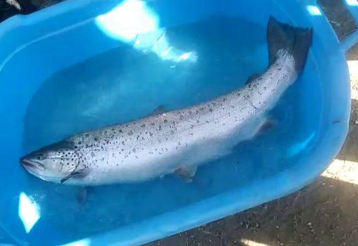 مرگ ماهی آزاد ۶ کیلویی و کمیاب دریای کاسپین در زمان انتقال برای مولدگیری
