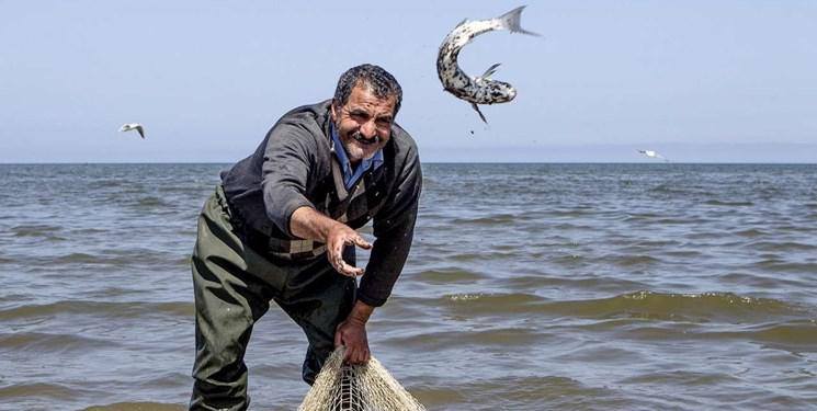 تلف شدن گونه کمیاب ماهی استخوانی در دریای کاسپین/ قصور از کجا بود؟