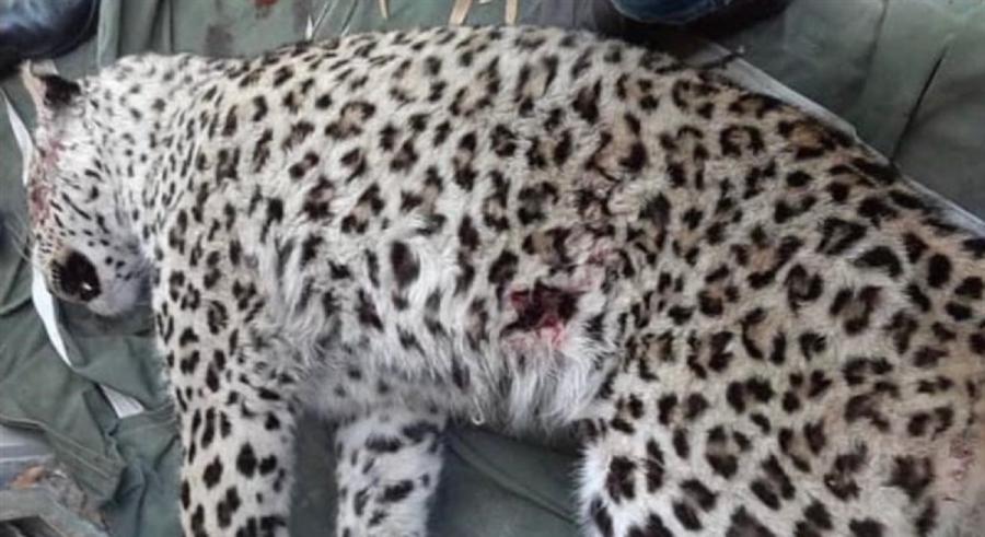 دستور استاندار مازندران برای بررسی علل تلف شدن پلنگ سرگردان در شهر