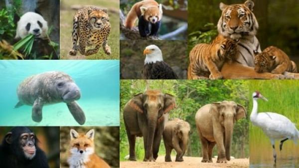 ١٢٨ گونه جانوری در کشور در خطر انقراض است 