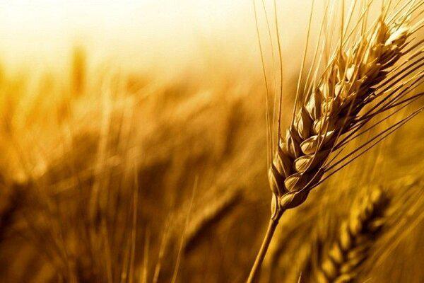 ایران در روسیه گندم تولید می‌کند!/ علت پیشنهاد «کشاورزی فراسرزمینی» چیست؟