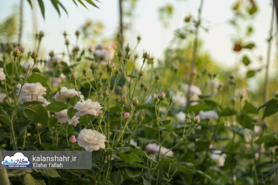 آغاز برداشت گل محمدی از باغ های گیلان