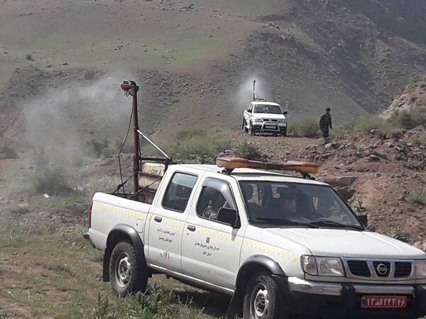 ۷۰ روز مبارزه بی امان با ملخ مراکشی در رودبار/ به ملخ ها اجازه پرواز ندادیم
