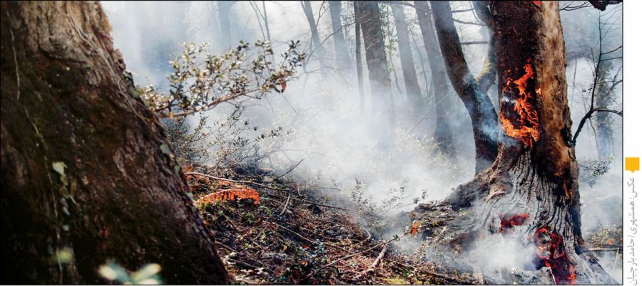 کاهش ۶۶درصدی آتش در جنگل  هیرکانی