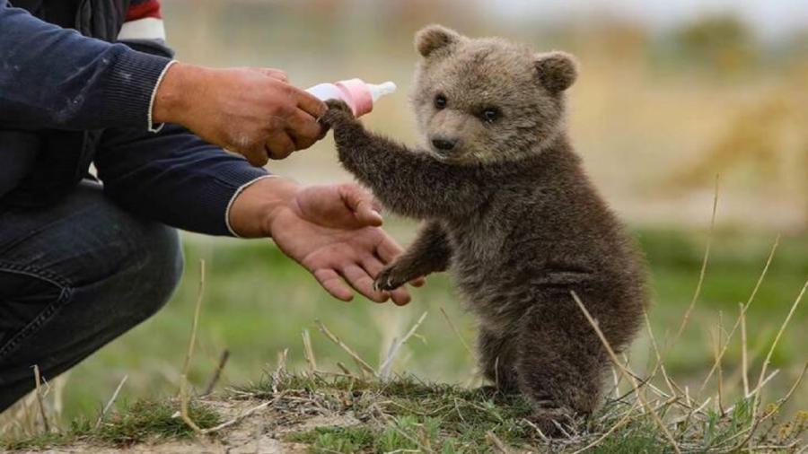  زنگ خطر انقراض خرس ایرانی به صدا در آمد/تصاویر