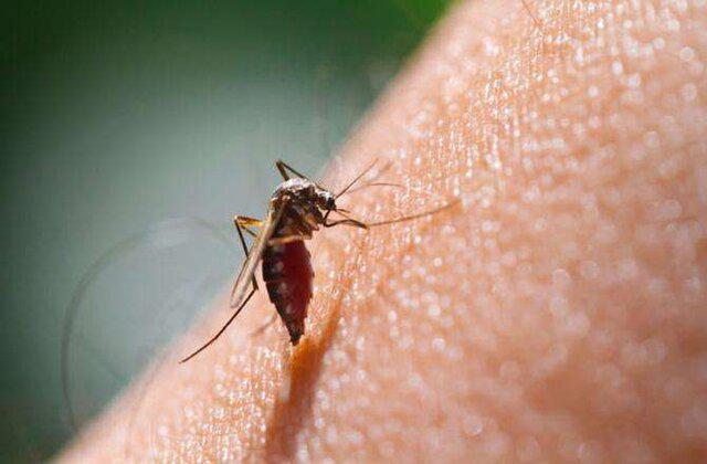 استان های اندمیک «مالاریا» در ایران / دریافت گواهی حذف بیماری؛ احتمالا پایان امسال
