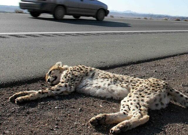۲۱ نکته درباره یوز تلف شده و راه‌های حفاظت از زیستگاه‌های حیات وحش