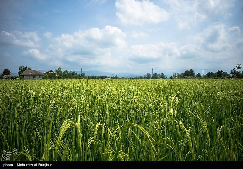 گیلان تامین کننده برنج ۲۰ میلیون ایرانی/ شاهد هجوم تغییر کاربری ها در استان گیلان هستیم