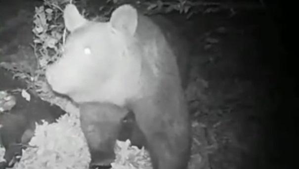  ثبت تصاویر یک قلاده خرس قهوه‌ای در ارتفاعات رودبار