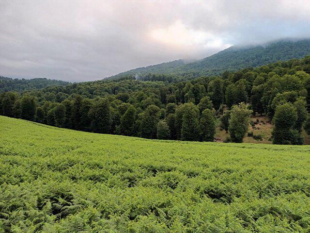 روستای ارده روستای ارده