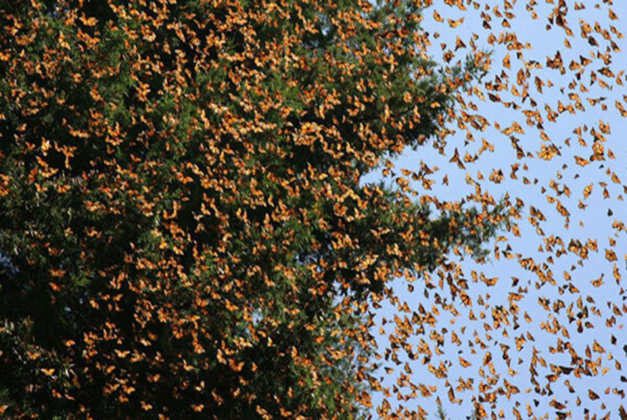 علت هجوم پروانه‌ها به انزلی/شهروندان نگران نباشند