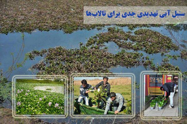 مبارزه با سنبل آبی از حرف تا عمل/مرگ تالاب انزلی در سایه بی توجهی