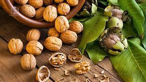 برداشت نوبرانه گردو در گیلان