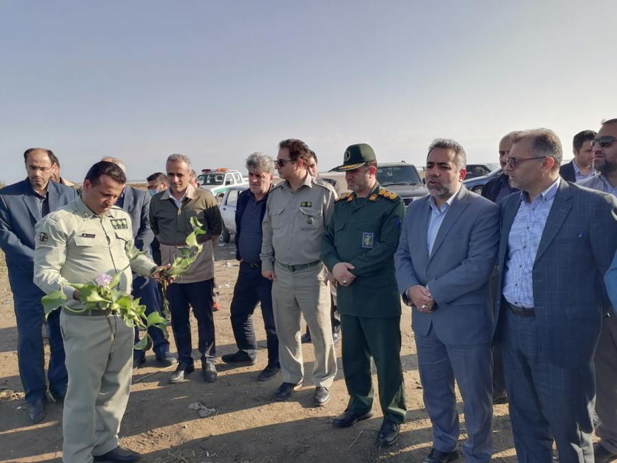  جمع آوری سنبل آبی، هیولای خوش خط و خال در دریای کاسپین رودسر