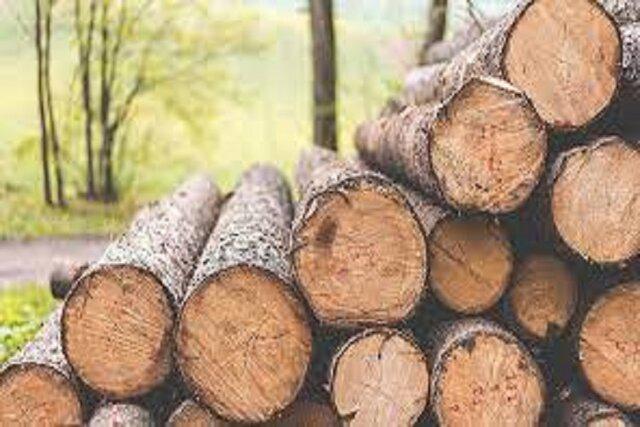  تشکیل ۵۰۰۰ پرونده «قاچاق چوب» در سال جاری