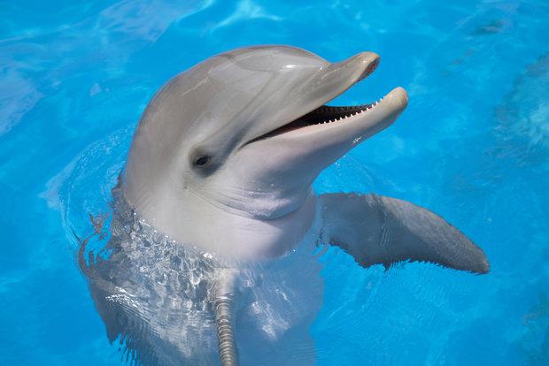 مغز دلفین ها تغییراتی شبیه آلزایمر را نشان می دهد