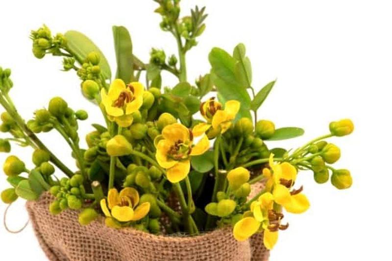 معجزه ای گیاهی برای یبوست
