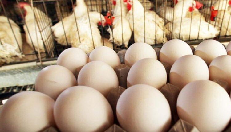 قیمت جدید مرغ و تخم مرغ اعلام شد / کاهش ۲هزار تومانی قیمت‌ها