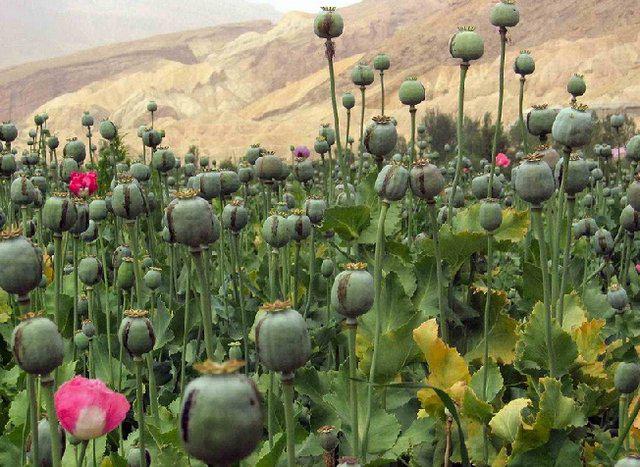 کاهش کشت مواد مخدر؛ بلوف سیاسی طالبان برای به دست آوردن دلِ غرب