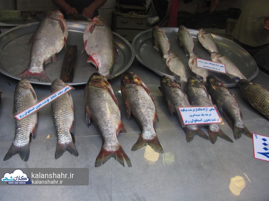 بازار رشت ماهی 1392