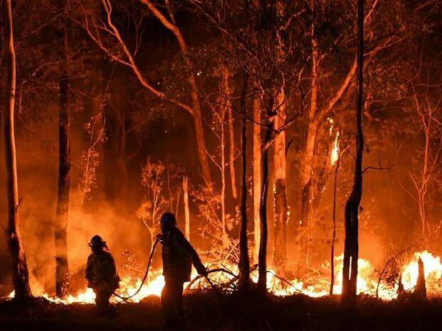 مهار آتش سوزی در جنگل های هیرکانی منطقه اشکور رحیم آباد