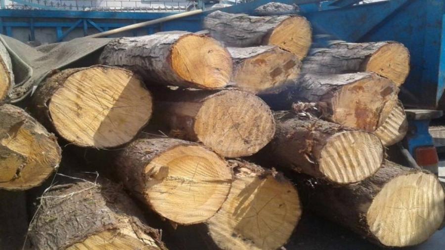 کشف ۶ تن چوب جنگلی قاچاق در فومن 