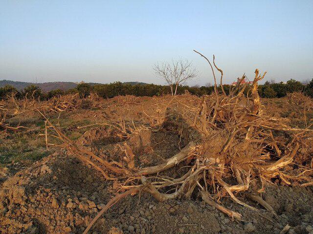 قطع درختان مرکبات توسط باغداران مازندرانی
