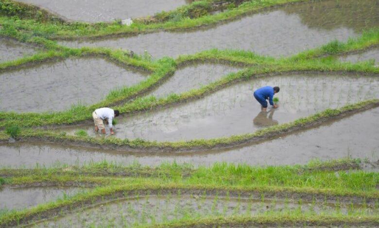 دی اکسید کربن، امنیت ذخایر برنج در آینده را تهدید می کند