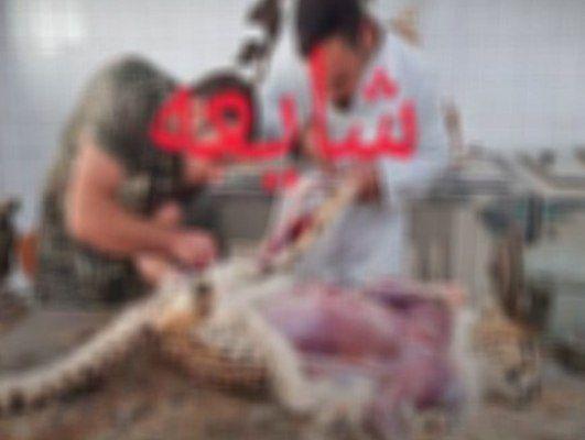 تصویر منتشر شده از پوست کنی یوز مربوط به کالبدشکافی «پیروز» نیست