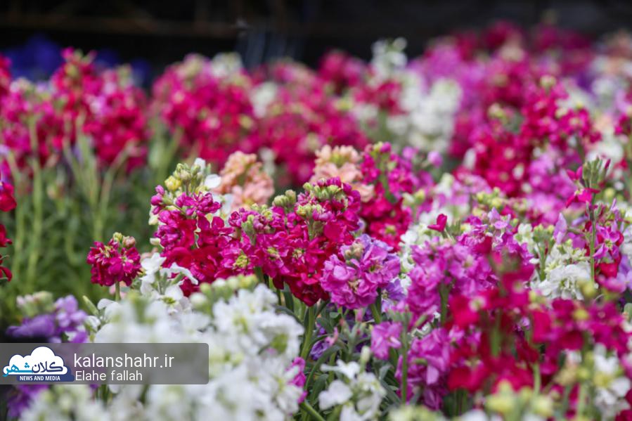 کاهش ۷۰ درصدی تقاضای گل در یکسال/ جایگاه ۱۱۷ ایران در صادرات