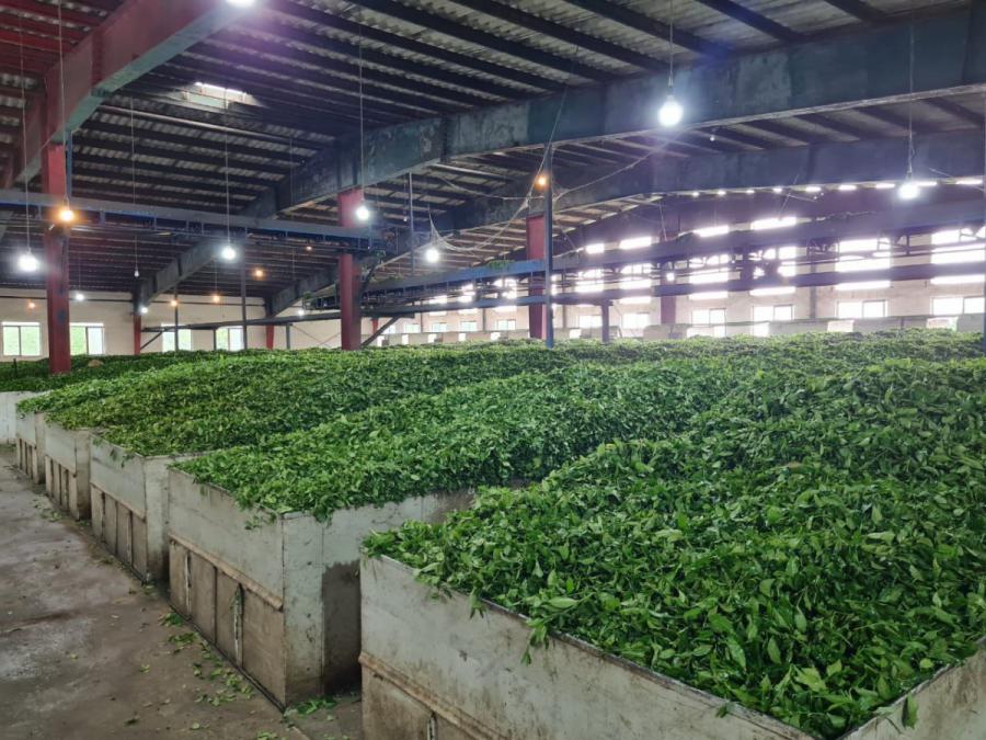 ۱۷۰کارخانه چایسازی آماده خرید برگ سبز بهاره