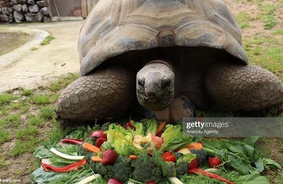 جشن تولد ۱۰۳ سالگی لاک‌پشتی که روزی ۷کیلو سبزی می خورد/تصاویر