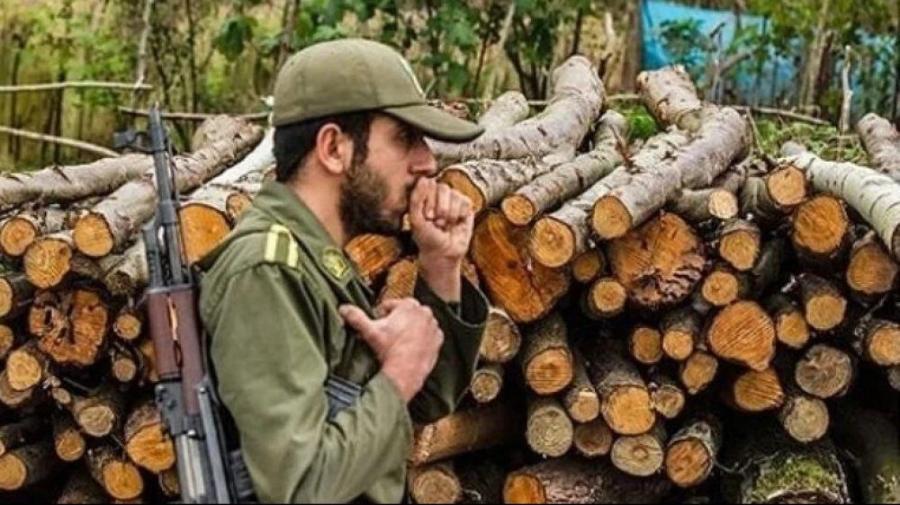 درخت در جیب جا نمی‌شود