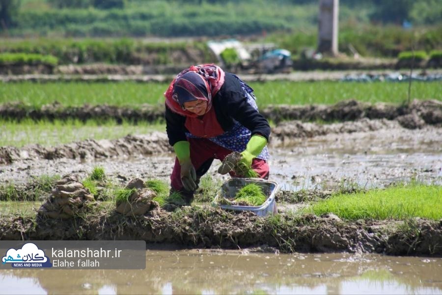 توصیه جهاد کشاورزی گیلان برای کنترل سرمازدگی در خزانه های برنج