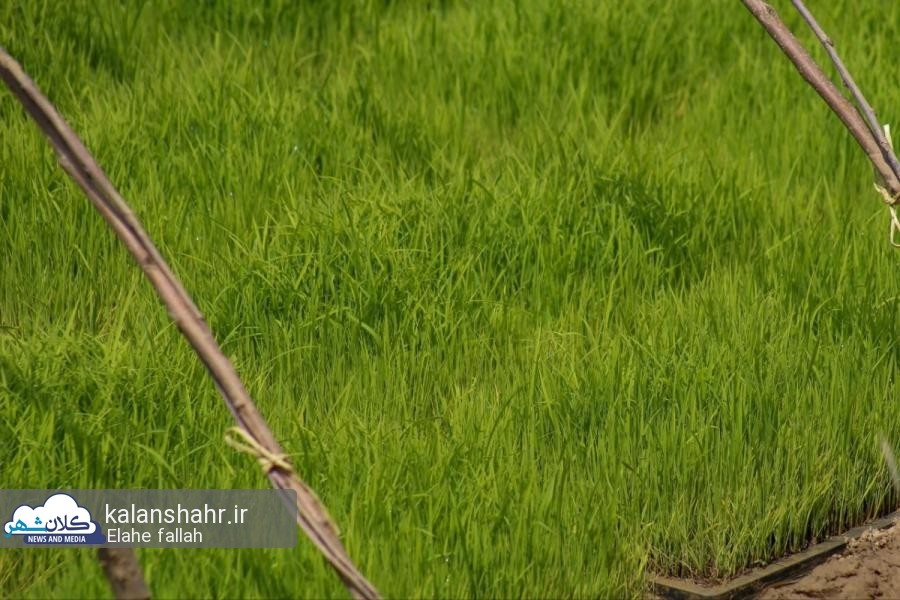برای اولین بار بذر برنج به طور مستقیم در گیلان کاشته شد
