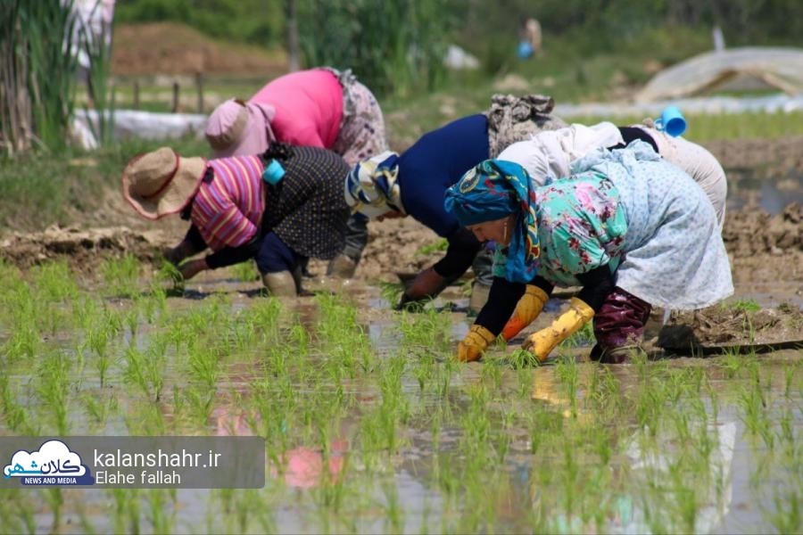 حلاوت به ثمر رسیدن خوشه‌های برنج گیلان با مدیریت صحیح آب کشاورزی